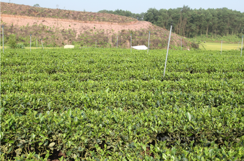 Toàn xã Bàn Đạt hiện có 45ha chè, tăng 30ha so với năm 2015; 100% diện tích là giống chất lượng cao. Ảnh: Hà Thành