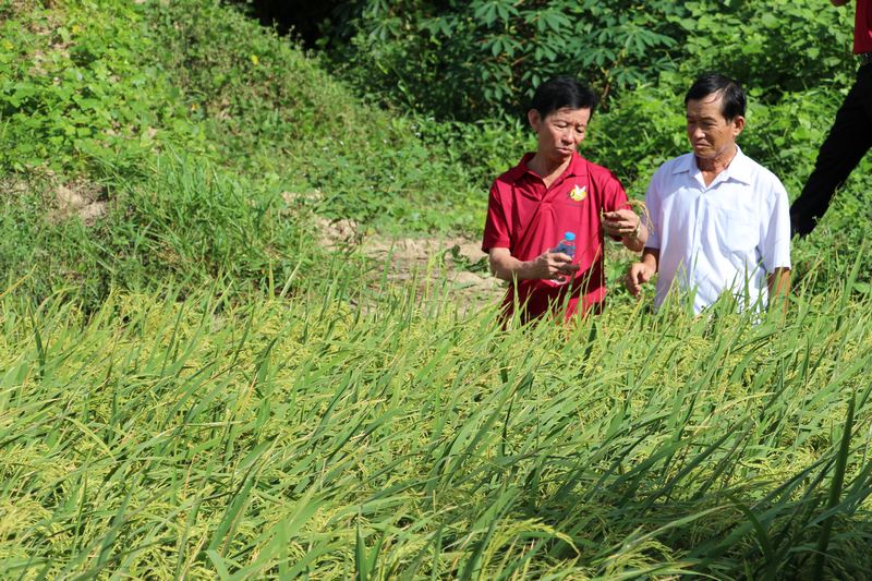 Hoạt động khuyến nông giúp nông dân áp dụng quy trình kỹ thuật canh tác, chăm sóc, phòng trừ sâu bệnh hiệu quả, nâng cao thu nhập.