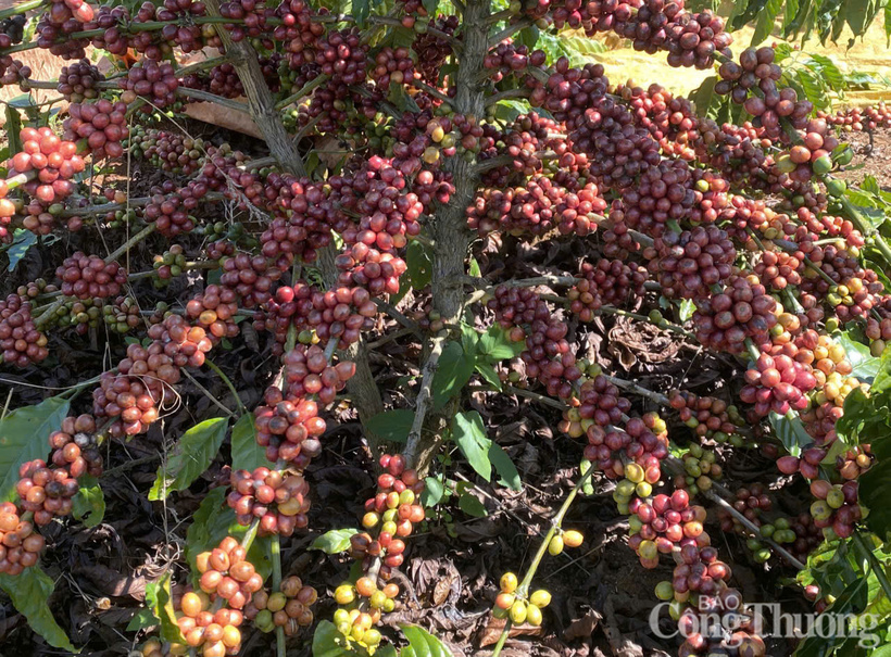 Những cây cà phê chín mọng, đẹp mắt được trồng ở Đắk Lắk