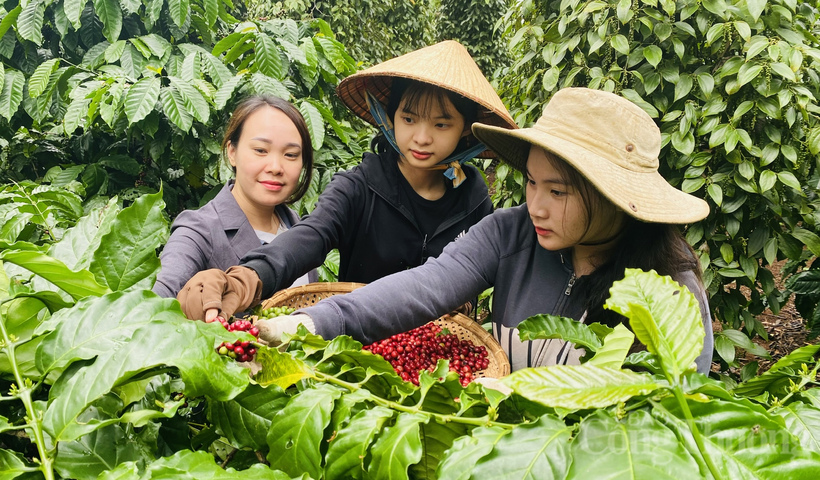 Những cô gái Tây Nguyên đang thu hái cà phê