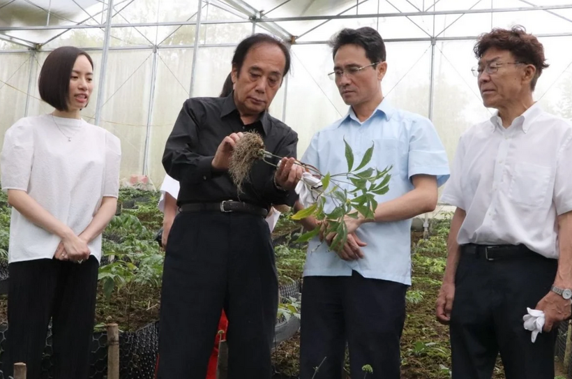 Ông Kiyoshi Ueda, Thượng nghị sĩ Nhật Bản kiểm tra bộ rễ và củ sâm Lai Châu sau 2 năm trồng. Ảnh: Nga Nguyễn