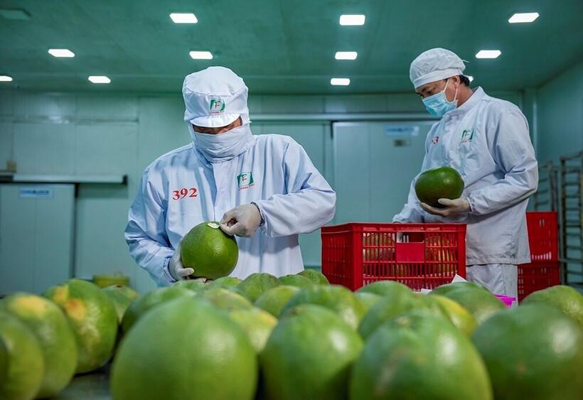 Kể từ sau CPTPP, sản phẩm chanh bưởi xuất khẩu sang Canada đã tăng 353% về kim ngạch. Ảnh: Khánh Hưng