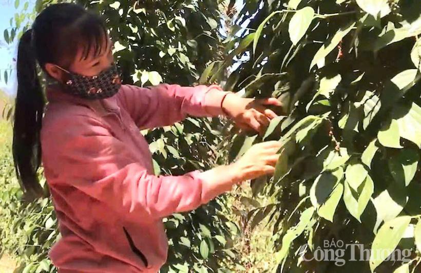 Nông dân tỉnh Gia Lai thu hoạch hồ tiêu