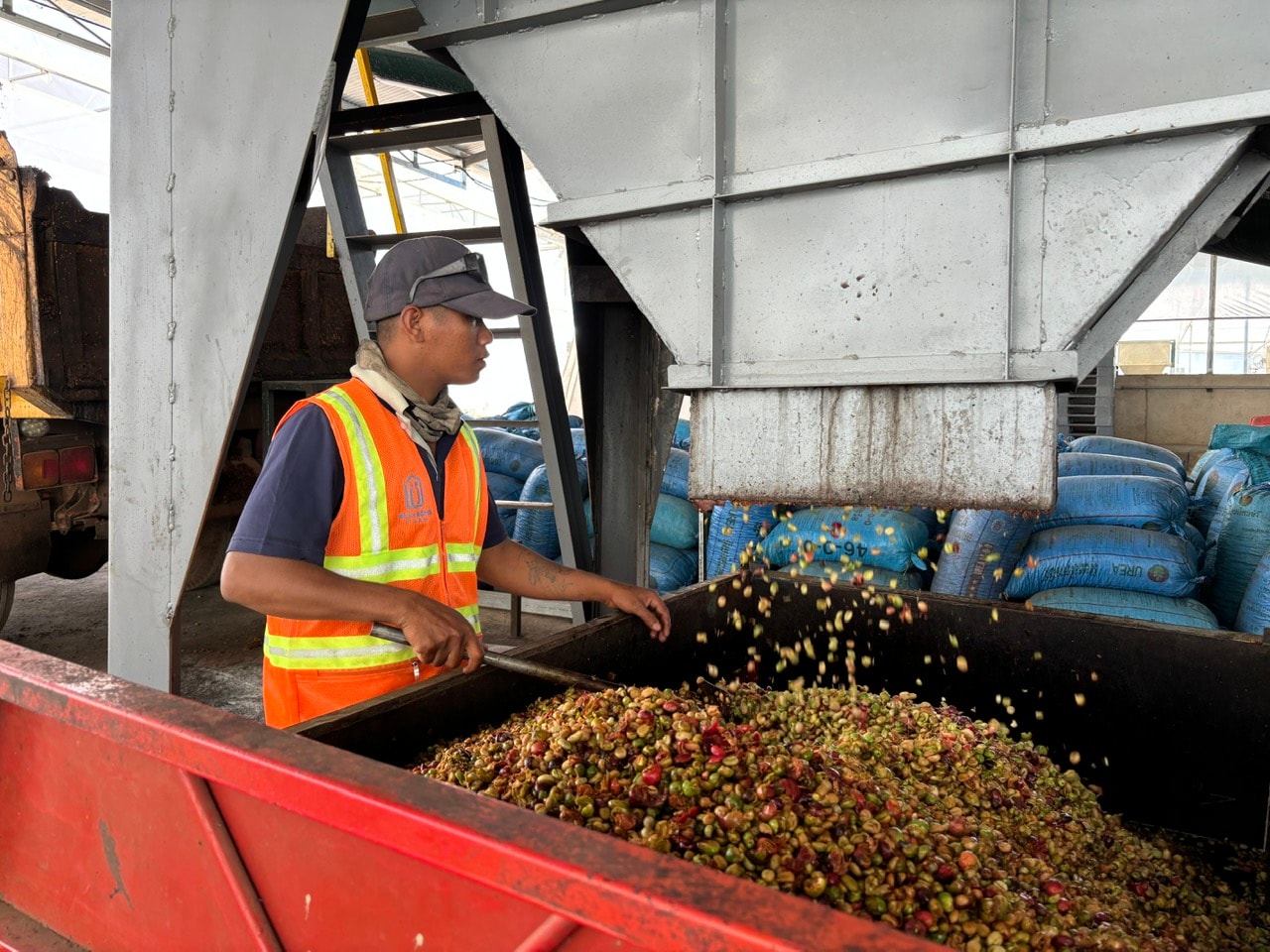 chế biến cf phục vụ XK