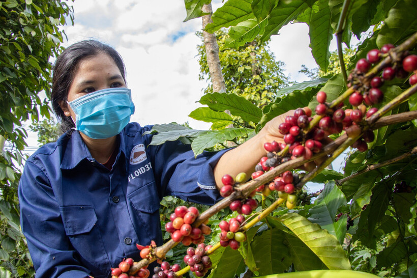 Yếu tố truy xuất nguồn gốc ngày càng trở thành "chiếc vé thông hành" bắt buộc nếu doanh nghiệp muốn tiếp cận các nhà mua hàng có trách nhiệm tại Bắc Âu. Ảnh: TTXVN