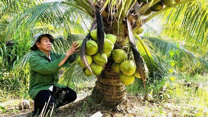 Bến Tre cũ từ lâu đã được biết đến như “vương quốc dừa” của cả nước