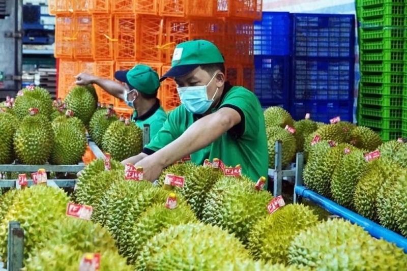 Xuất khẩu sầu riêng tươi có khả năng phục hồi từ quý III năm nay