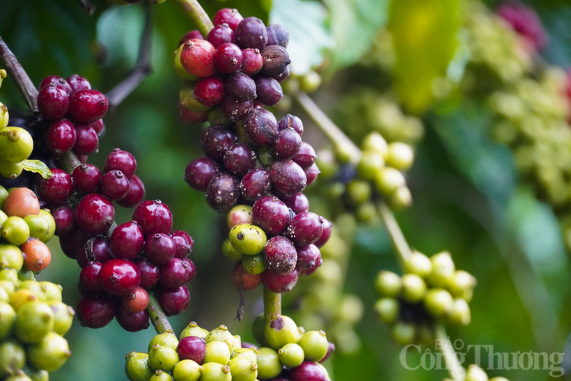 Gá cà phê Arabica giảm gần 4% về mức 6.134 USD/tấn