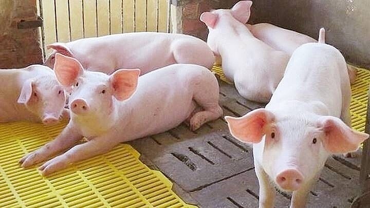Giá heo hơi hôm nay ngày 9/7/2025: Đồng loạt giảm ở cả 3 miền