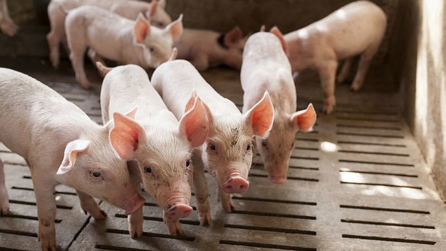 Giá heo hơi hôm nay ngày 21/7/2025: Miền Nam giảm nhẹ, miền Bắc chững giá