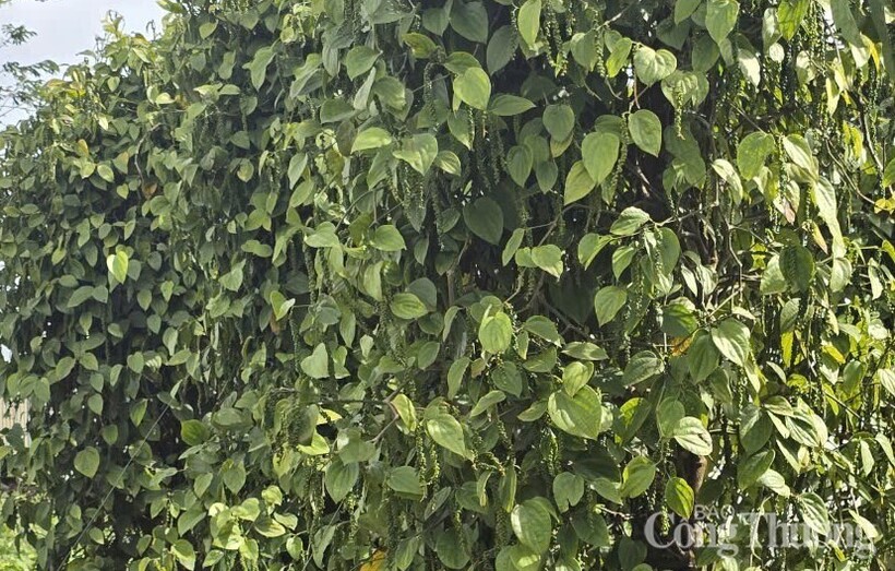Những vườn tiêu trĩu quả được trồng ở Gia Lai
