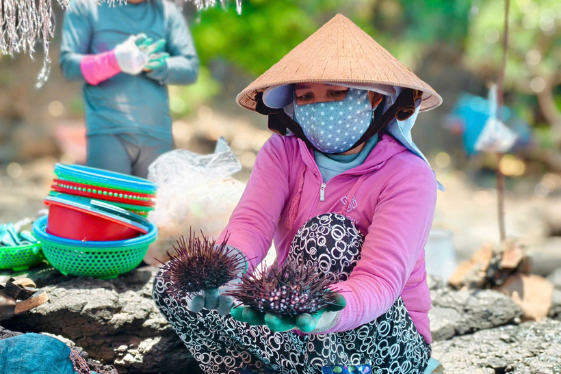 Sau khi được đưa lên bờ, người dân nhanh chóng sơ chế nhum ngay tại bờ biển. Ảnh: Quảng Phú