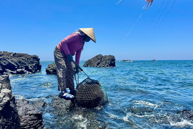 Ngư cụ săn nhum khá đơn giản: một cây sắt dài khoảng 2m được uốn cong đầu như lưỡi câu, một chiếc vợt để đựng nhum và kính lặn. Ảnh: Quảng Phú