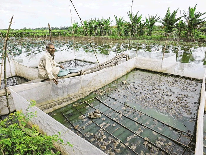 Mô hình nuôi ếch trong vèo của ông Phạm Văn Vàng ở phường Ô Môn, TP Cần Thơ.
