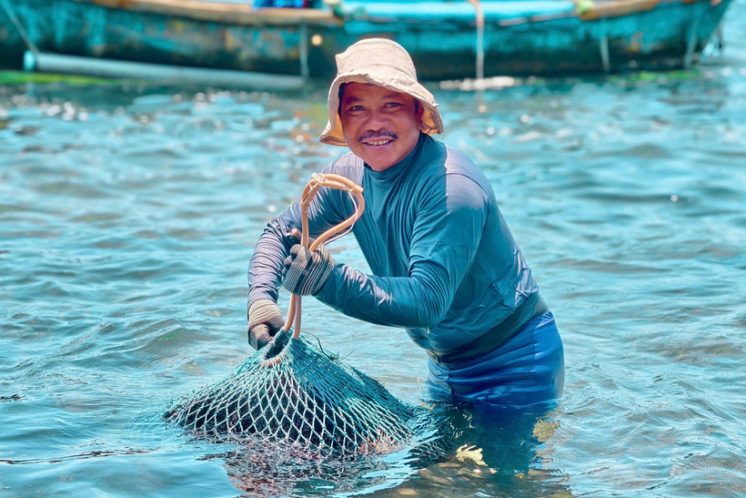 Ông Nguyễn Văn Đào, một ngư dân lâu năm ở xã Đông Sơn cho biết, nhum bám chặt vào đá, thân đầy gai nhọn, di chuyển chậm nhưng rất khó gỡ. Ngư dân cũng rất cẩn thận để tránh bị gai nhum đâm, vì có thể đau nhức nhiều ngày, có khi còn phải chờ nó tự tiêu trong cơ thể. Ảnh: Quảng Phú