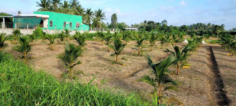 Nhiều vườn cây thanh long nay nông dân chuyển sang trồng cây dừa