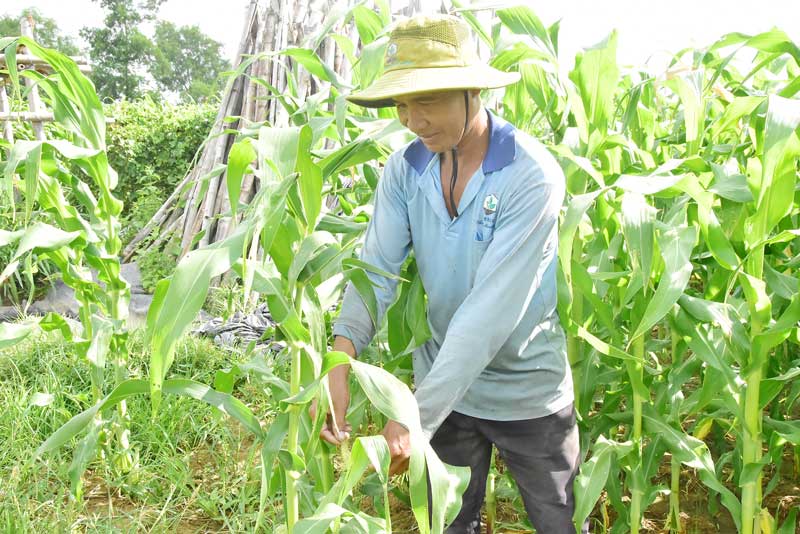 Rẫy bắp của nông dân Kim Nuộne (xã Nhị Trường).