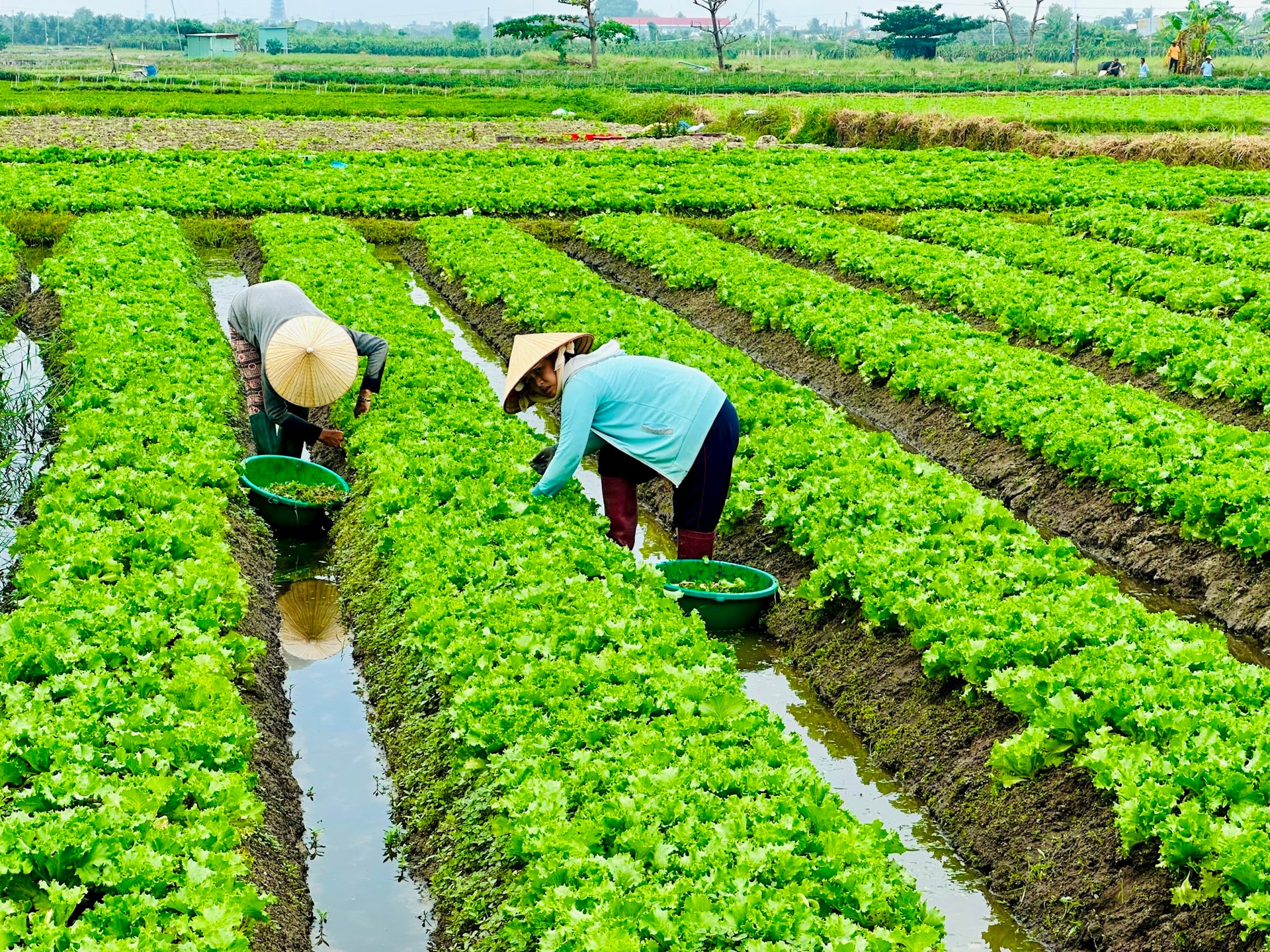 Một vùng trồng rau ăn lá của tỉnh