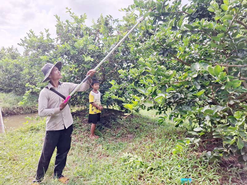 Nông dân Kim Hoài Phương (xã Tân An) cắt tỉa, tạo tán cành chanh không hạt.