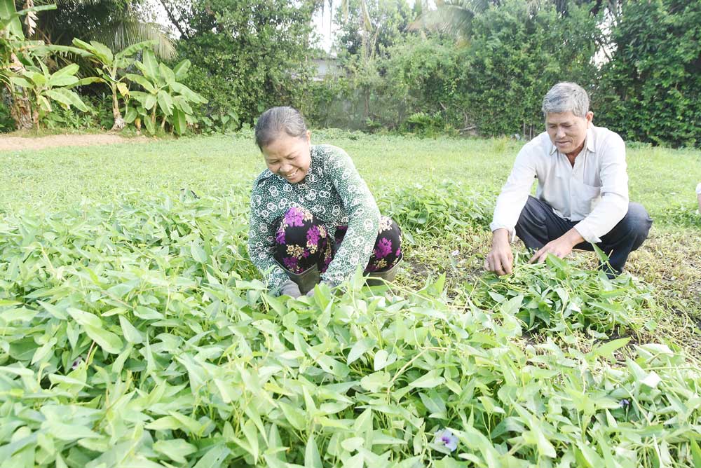 Vợ chồng ông Thạch Thọ (xã Nhị Trường) thu hoạch rau muống.