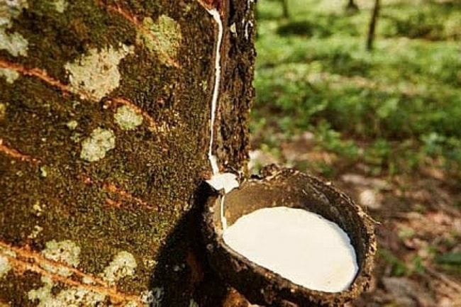 Giá cao su hôm nay 237 Tiếp đà tăng ở Trung Quốc và Thái Lan