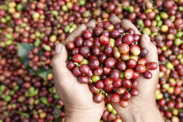 Tập trung đẩy mạnh chế biến sâu cà phê để gia tăng xuất khẩu. Ảnh minh hoạ