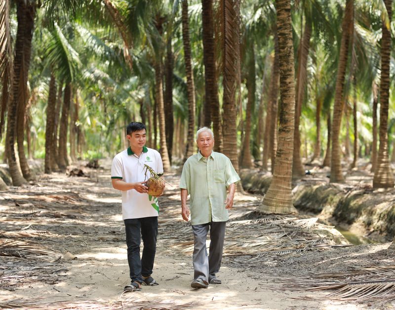Vườn dừa hữu cơ tại xã Hưng Nhượng. 