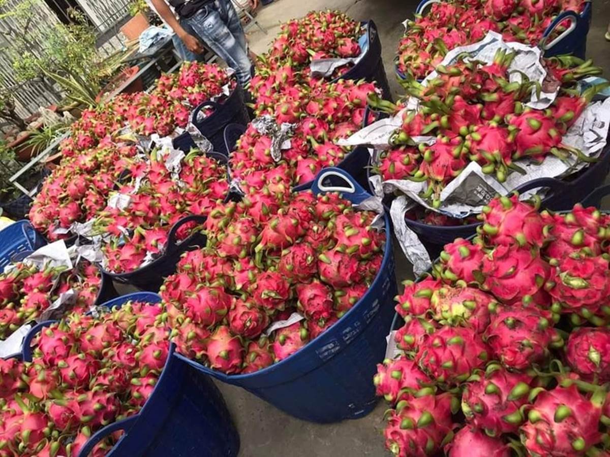 Doanh nghiệp cần chủ động hợp tác với nông dân để xây dựng vùng trồng đạt chuẩn - Ảnh: VGP/Đỗ Hương