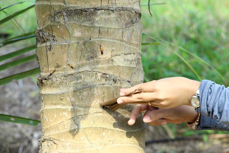 Sâu đầu đen xuất hiện và gây hại trên vườn dừa.