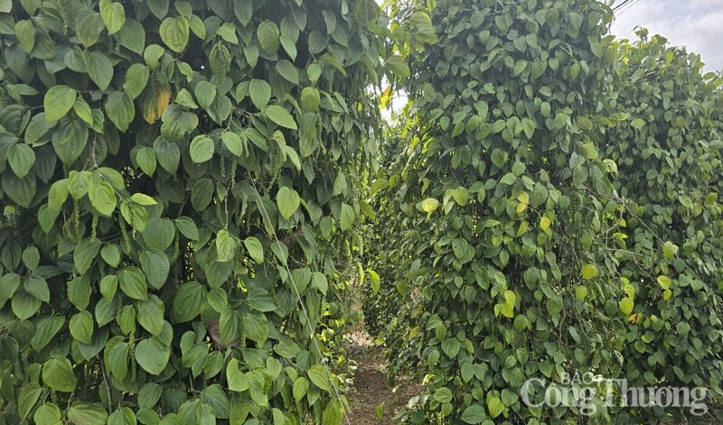 Những vườn tiêu được xanh tốt được trồng ở Lâm Đồng