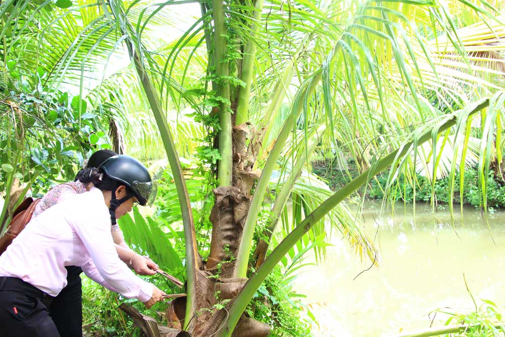 Sâu đầu đen xuất hiện và gây hại trên vườn dừa.