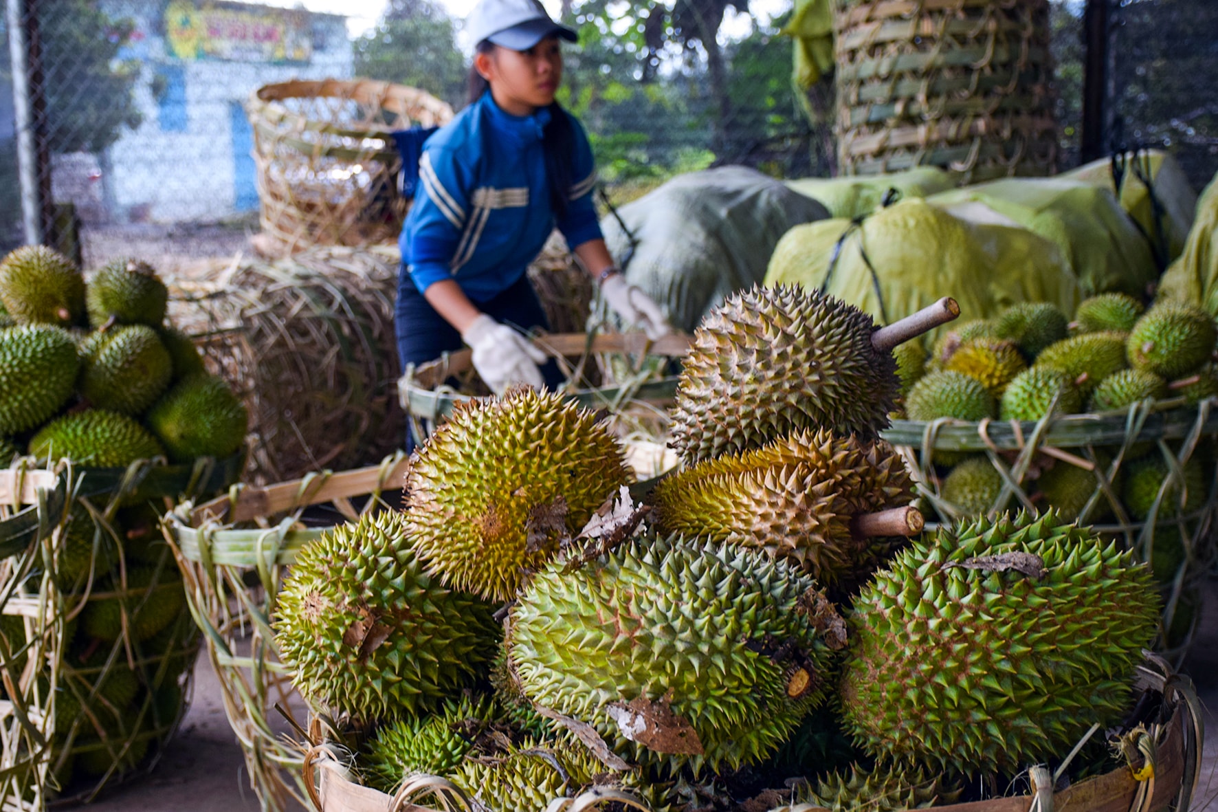 Mùa thu hoạch sầu riêng ở xã Nam Thành (ảnh N. Lân)