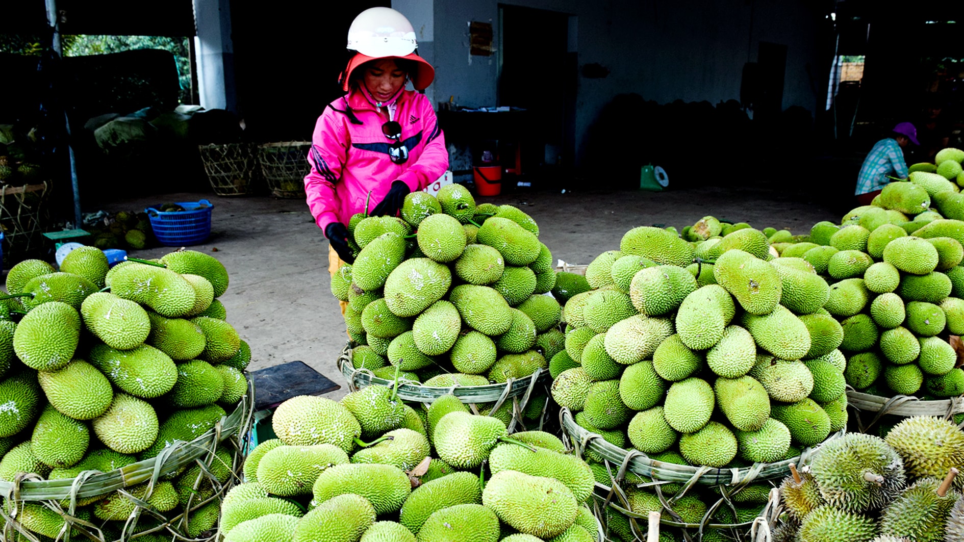 Mùa thu hoạch cây ăn quả ở xã Nam Thành (ảnh N. Lân)