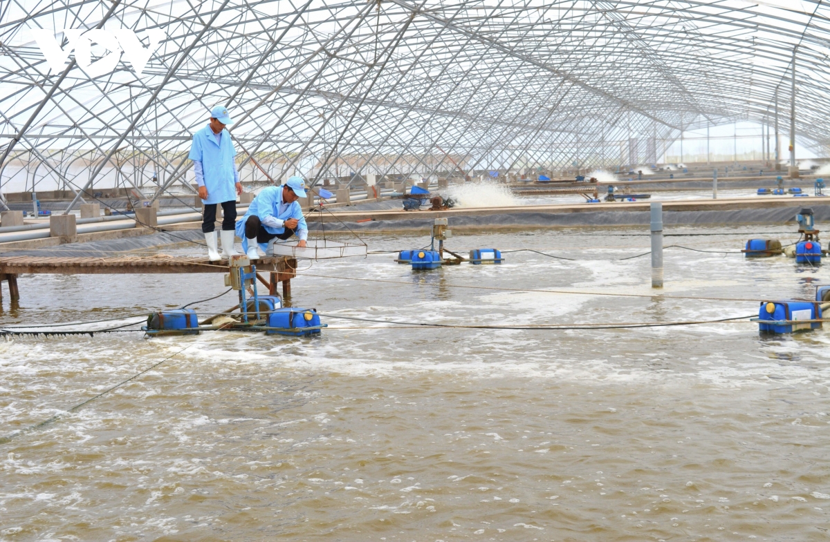 Tỉnh Cà Mau phấn đấu năng suất nuôi tôm siêu thâm canh đạt 20 - 21 tấn/ha/năm