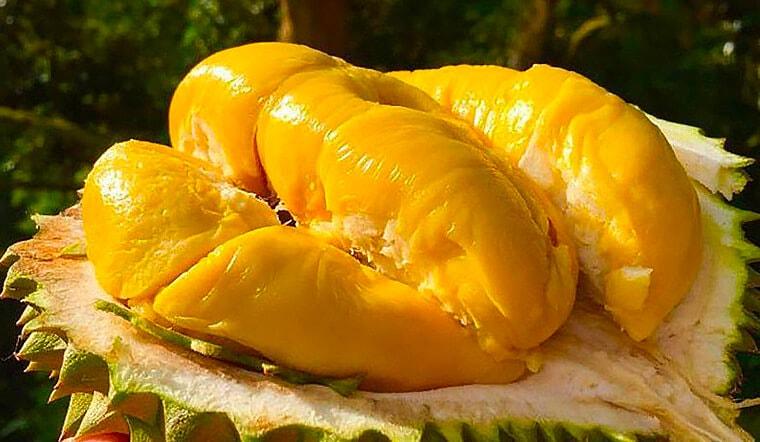Giá sầu riêng hôm nay 317 Quay đầu giảm tại khu vực Đồng bằng sông Cửu Long