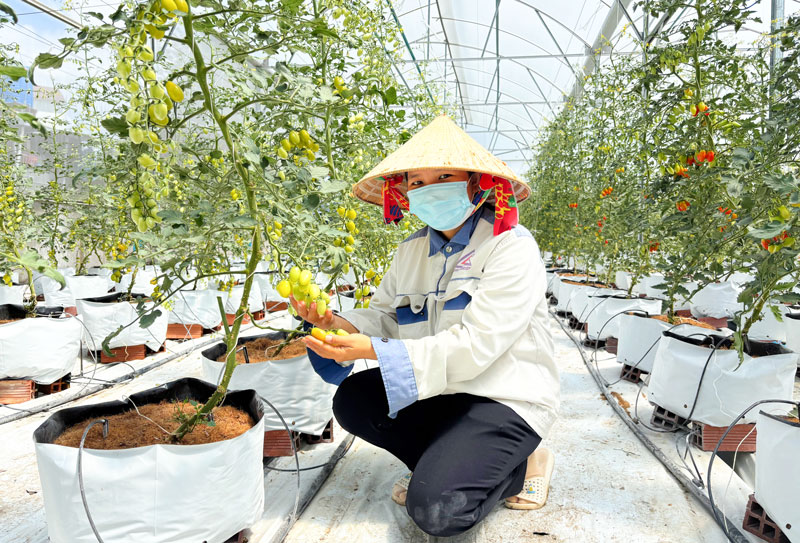 Ngành nông nghiệp được tái cơ cấu theo hướng hiệu quả, bền vững gắn với chuyển đổi xanh.