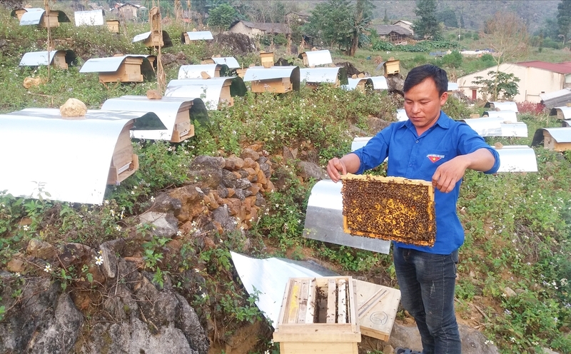 Các hợp tác xã đã góp phần quan trọng sản xuất và bao tiêu sản phẩm (Ảnh: Phạm Văn Phú)
