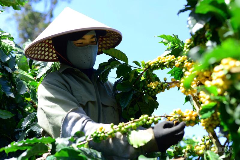 Nông dân tỉnh Đắk Lắk thu hoạch cà phê