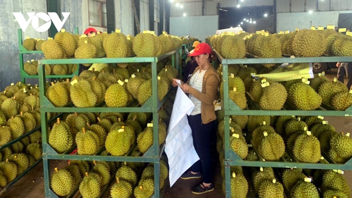Minh bạch trong mã số vùng trồng, kiểm soát chất lượng sầu riêng thực chất là điều kiện tiên quyết giữ uy tín ngành hàng