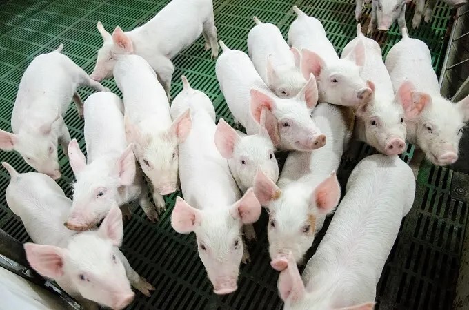 Giá heo hơi hôm nay ngày 5/8/2025: Bất ngờ đi ngang ở cả 3 miền