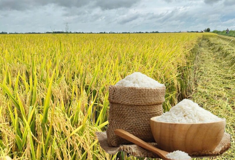 Giá lúa gạo hôm nay ngày 5/8: Gạo bình ổn, lúa tươi vững giá. Ảnh:  Thanh Minh.