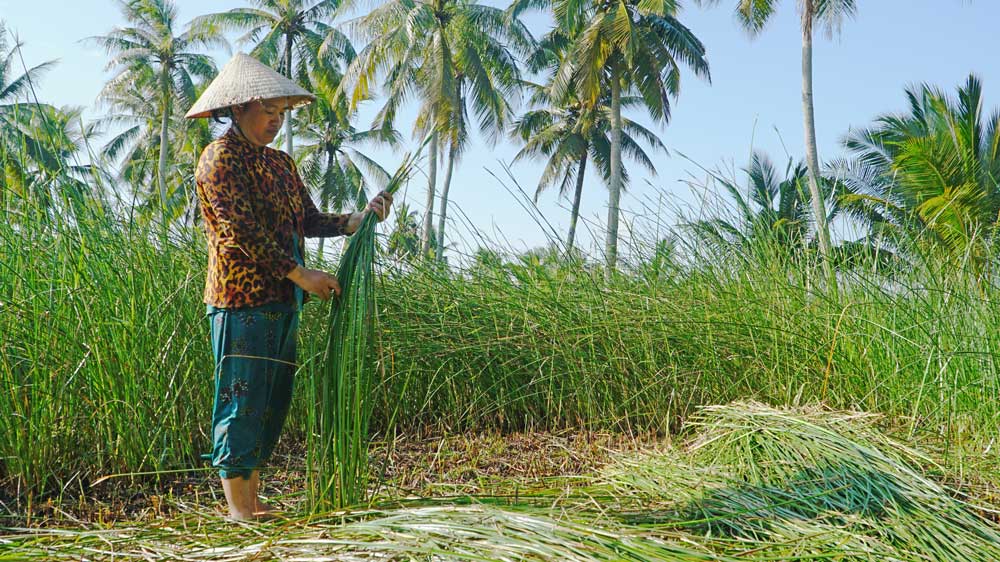 Người dân tại làng nghề dệt chiếu Cà Hom tự trồng lác, tiết kiệm chi phí sản xuất.
