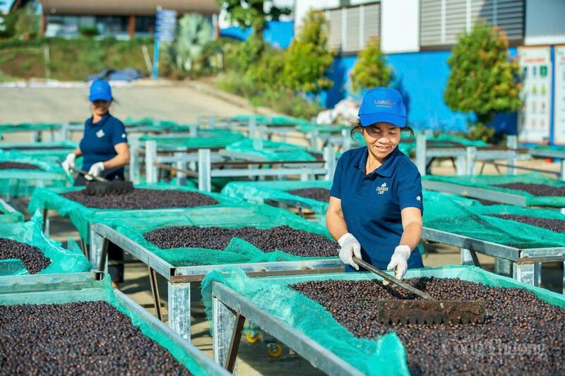 Các công nhân phơi cà phê tại nhà máy sản xuất cà phê của Công ty TNHH Vĩnh Hiệp. Ảnh: Hiền Mai