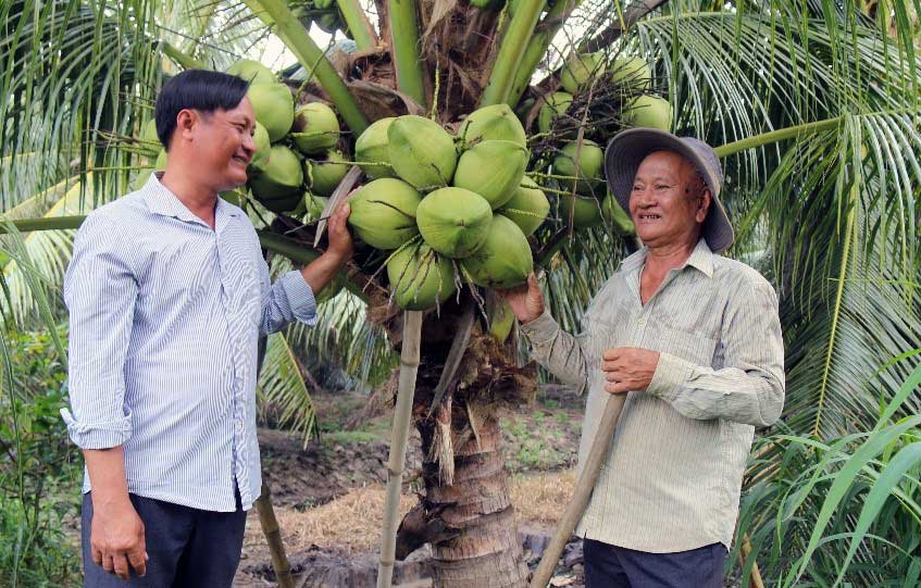 Ông Kim Sô Phiếp (bên trái) và ông Kim Văn Thành trao đổi bên vườn dừa hữu cơ đang cho trái.