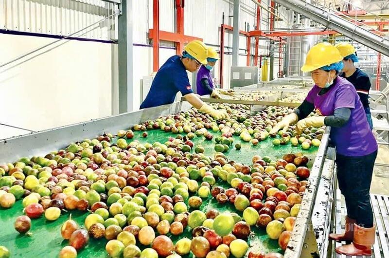 Chế biến chanh dây tại Công ty TNHH Quicornac. Ảnh: ĐVCC