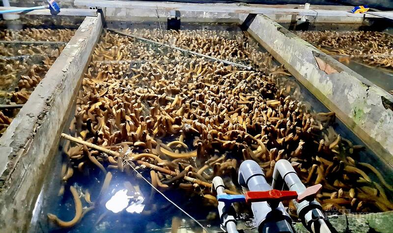 Mô hình nuôi lươn không bùn với thu nhập hàng trăm triệu đồng mỗi năm.