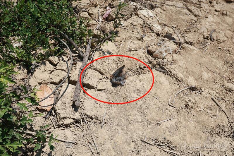 Một con chim yến không may mắn sau khi bị giăng bẫy.