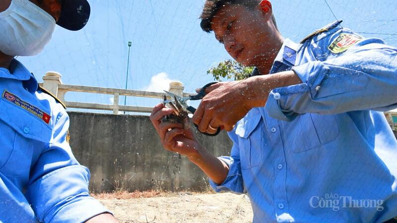 Sau khi được giải cứu, chim yến sẽ được kiểm tra, sơ cấp cứu (nếu bị thương) và phân loại để có chế độ chăm sóc phù hợp