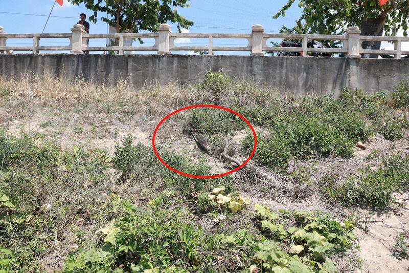 Một con chim yến bị mắc bẫy