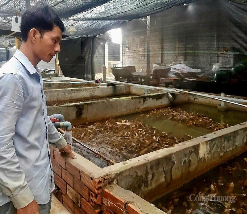 Trong thời gian tới, anh Nguyễn Thành Tân đặt mục tiêu xuất khẩu sản phẩm từ mô hình nuôi lươn không bùn.